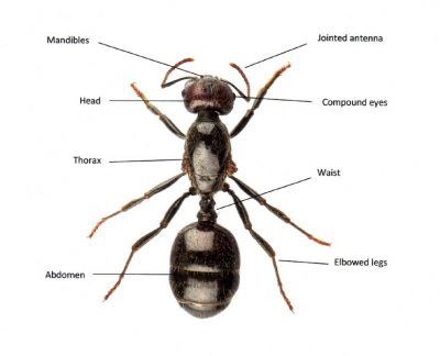 Ant with labels