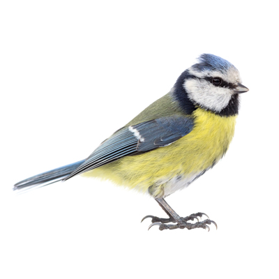 Birds-400pix