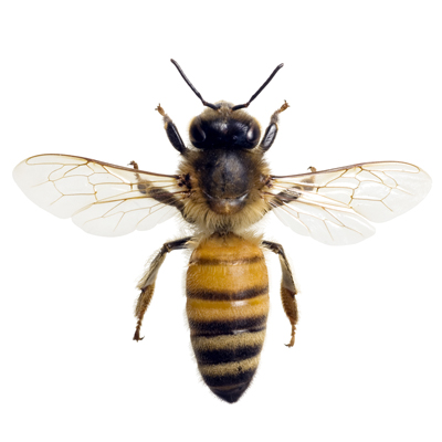 Bugs-400pix