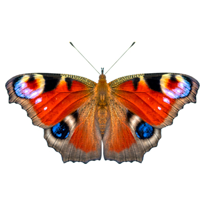 Butterfly-400pix