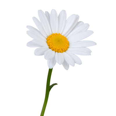 Flowers-400pix