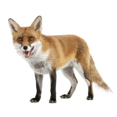 Mammals-400pix