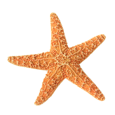 Seashore-400pix